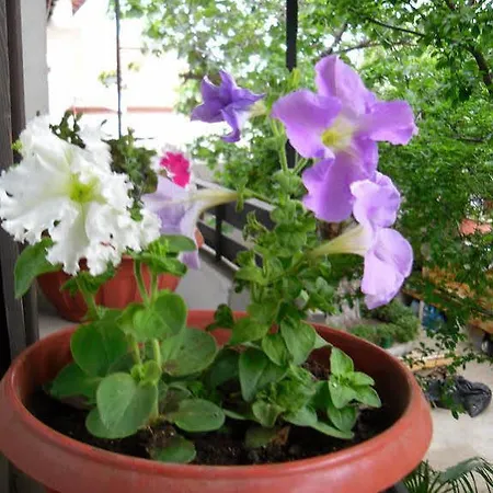 Old Guest house 3*